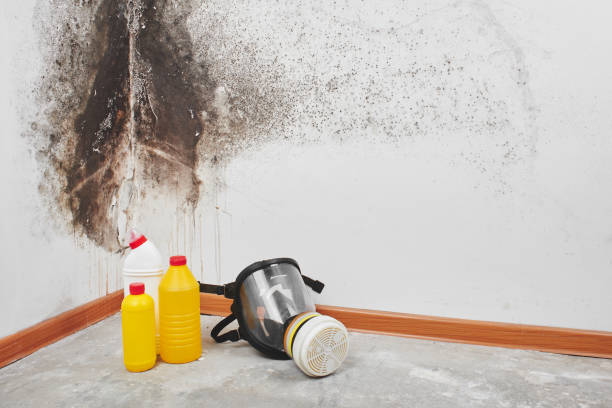 Best DIY Mold Remediation Support Services in Las Lomas, TX