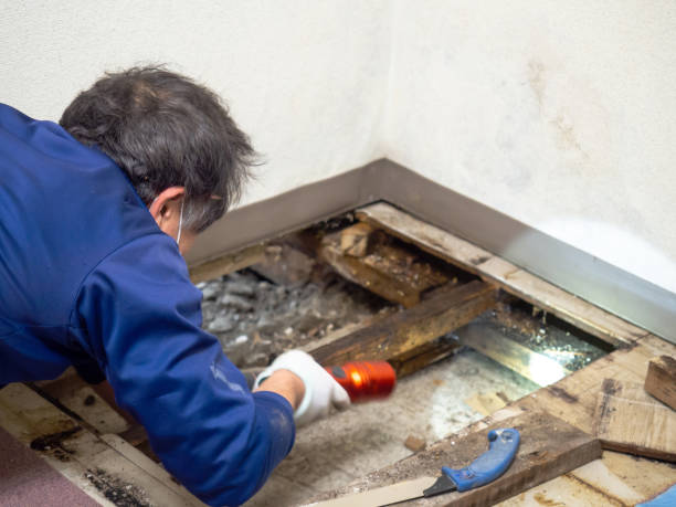 Best White Mold Remediation in Las Lomas, TX