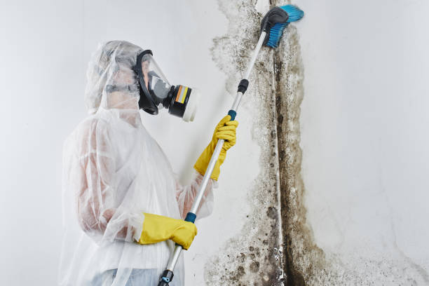 Best Basement Mold Remediation in Las Lomas, TX