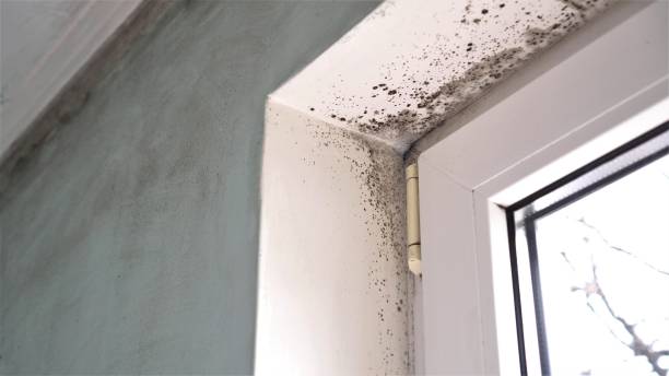 Best Insurance-Related Mold Remediation in Las Lomas, TX