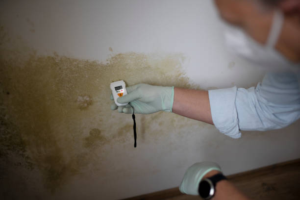 Las Lomas, TX Mold Remediation Company