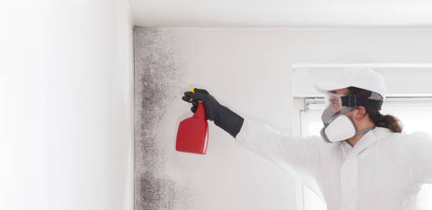 Professional Mold Remediation in Las Lomas, TX