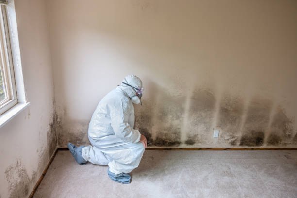 Best Health and Safety Mold Remediation in Las Lomas, TX