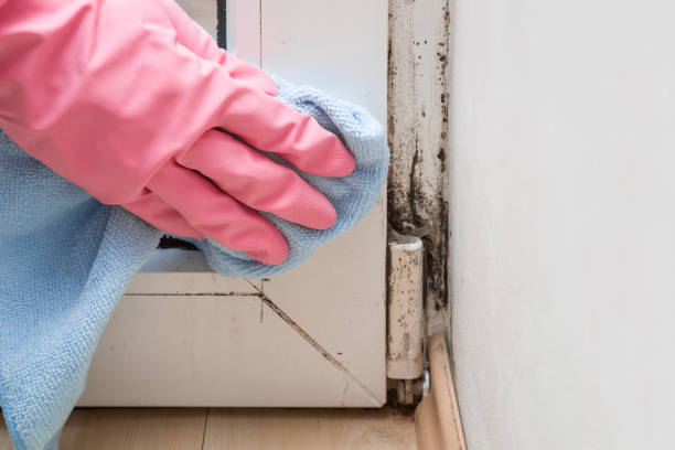 Best Emergency Mold Remediation in Las Lomas, TX